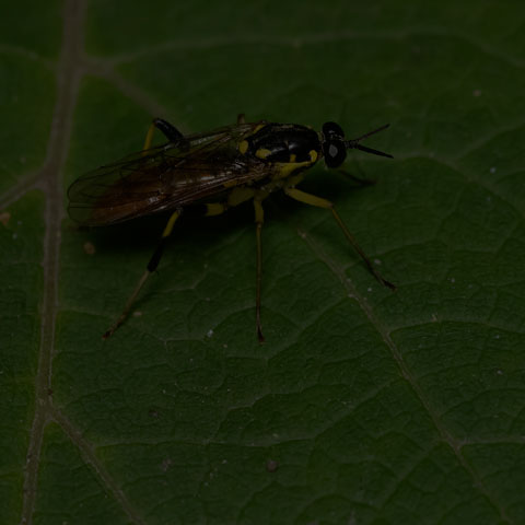 Wood Soldier Fly