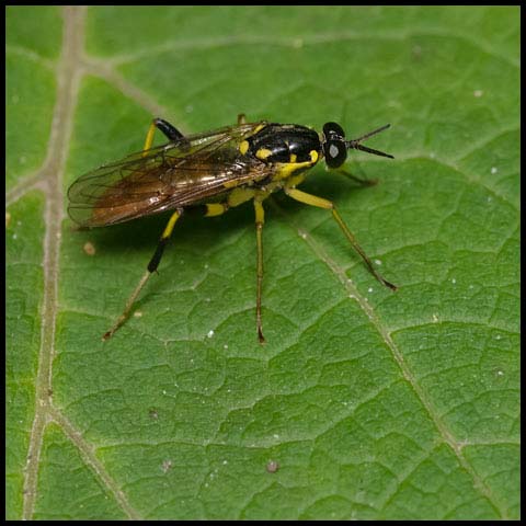 Wood Soldier Fly
