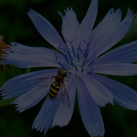 American Hover Fly