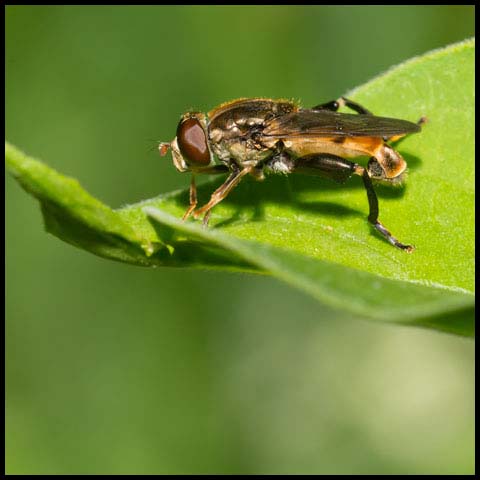 Common Thick-legged Fly