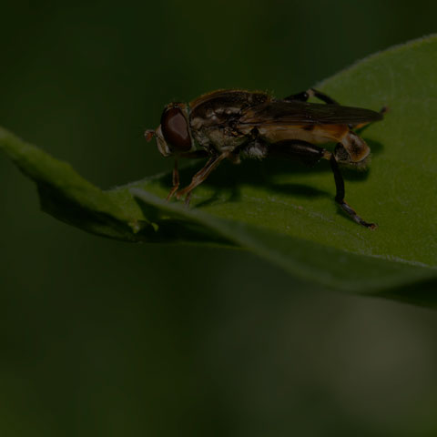Common Thick-legged Fly