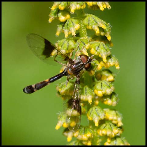 Eastern Band-winged Hover Fly