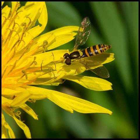 Globetail Hoverfly