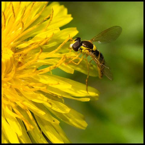 Globetail Hover Fly