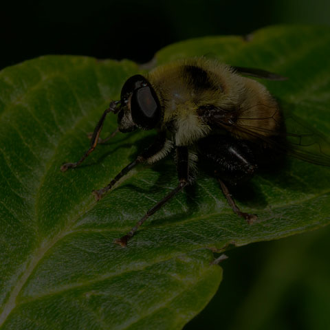 Hairy-eyed Mimic Fly
