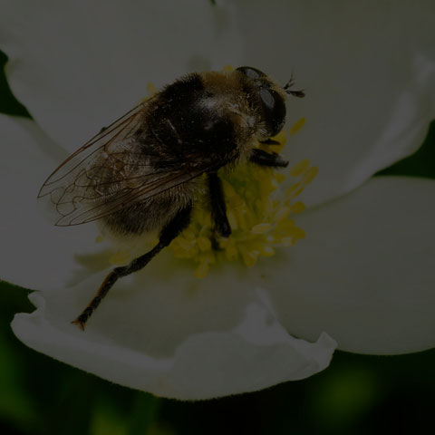 Narcissus Bulb Fly