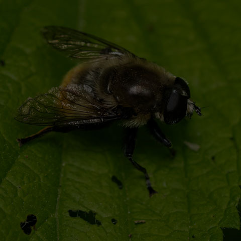 Narcissus Bulb Fly