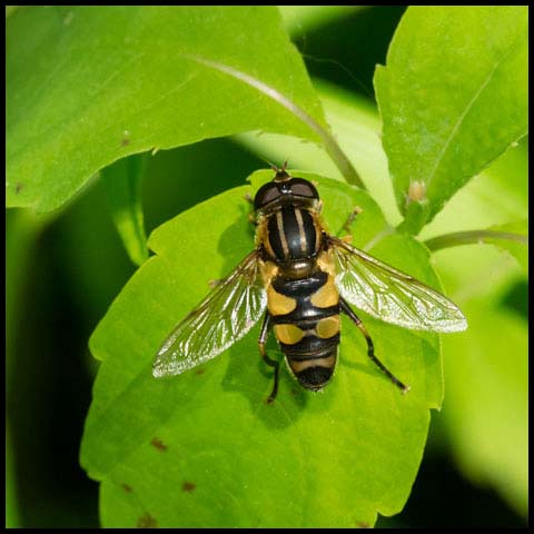 Narrow-headed Marsh Fly