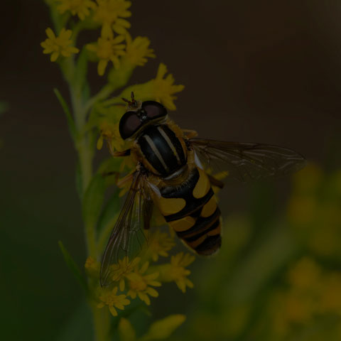 Narrow-headed Marsh Fly