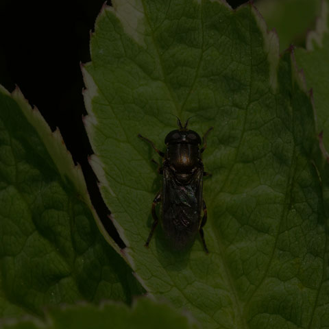 Small Black Drone Fly