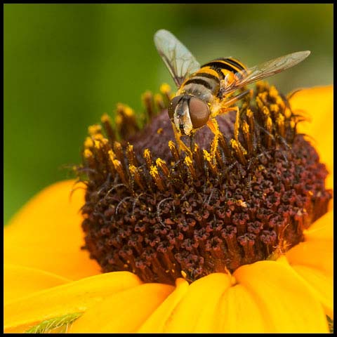 Transverse-banded Flower Fly