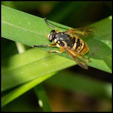 Wasp-like Falsehorn