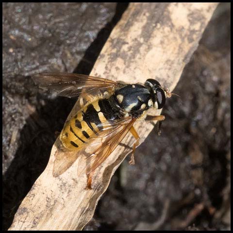 Wasp-like Falsehorn