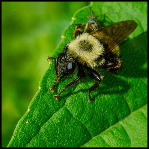 Bumble Bee Mimic Robber Fly