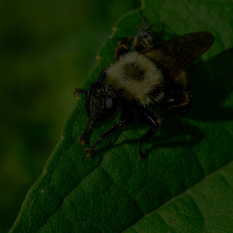 Bumble Bee Mimic Robber Fly