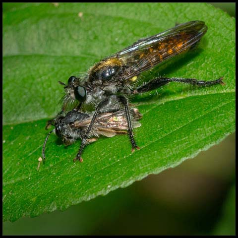 Index Robber Fly