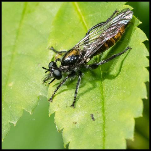 Index Robber Fly