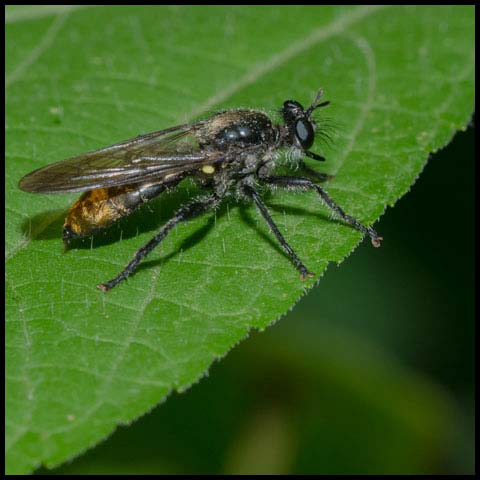 Index Robber Fly