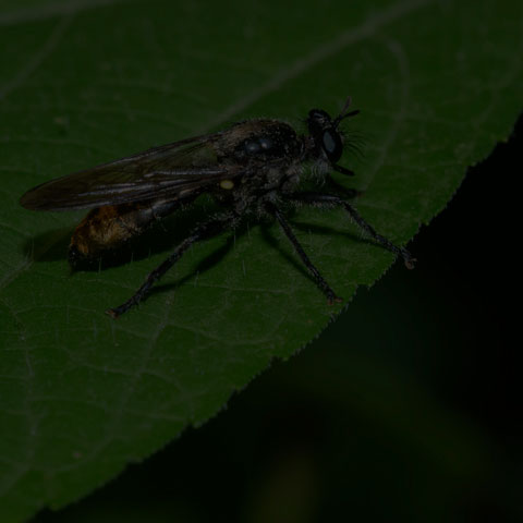 Index Robber Fly