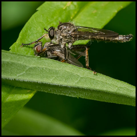 Marked Robber Fly