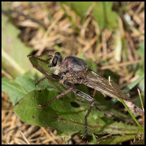 Milbert's Proctacanthus