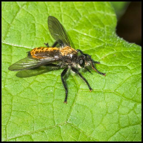 Silky Robber Fly