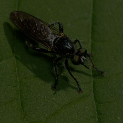 Small Black Robber Fly