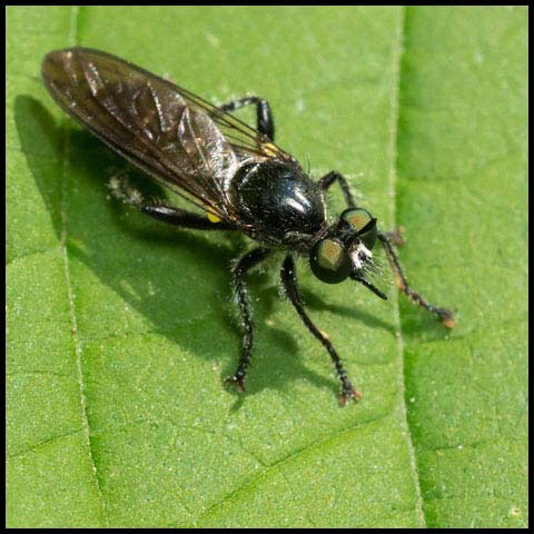 Small Black Robber Fly