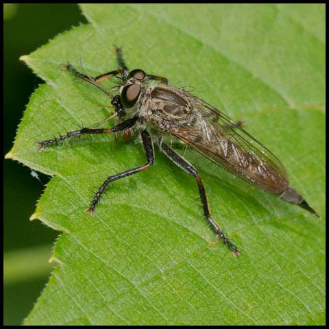 Spine-tailed Robber Fly