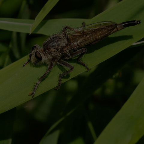Spine-tailed Robber Fly