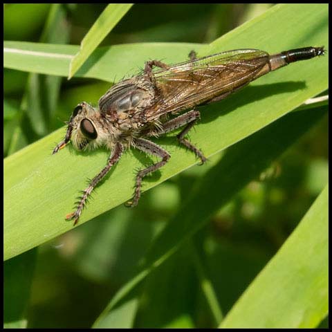 Spine-tailed Robber Fly