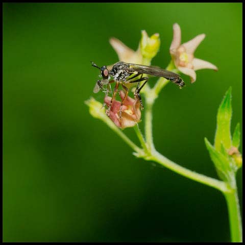 Stripe-legged Robber Fly