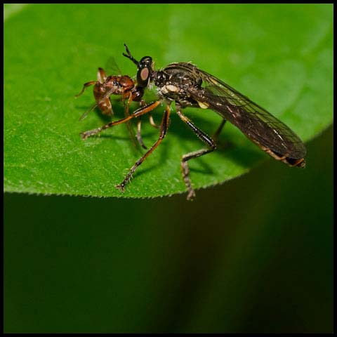 Stripe-legged Robber Fly