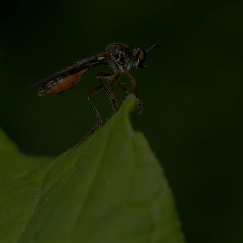 Stripe-legged Robber Fly