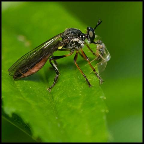 Stripe-legged Robber Fly