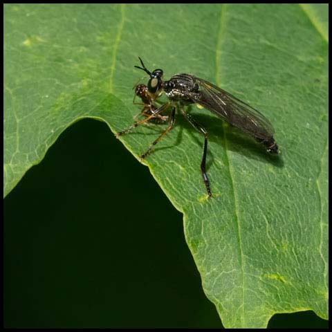 Stripe-legged Robber Fly