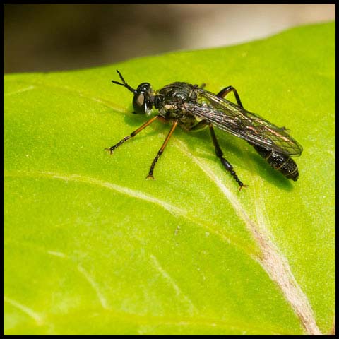 Stripe-legged Robber Fly