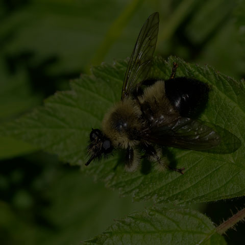 Yellow-haired Bumble Bee Mimic