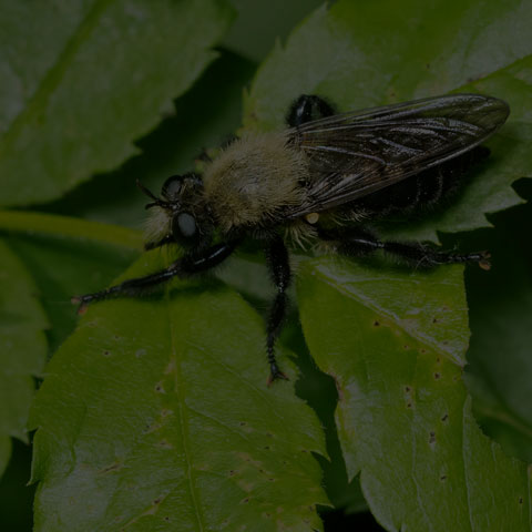 Yellow-haired Robber Fly