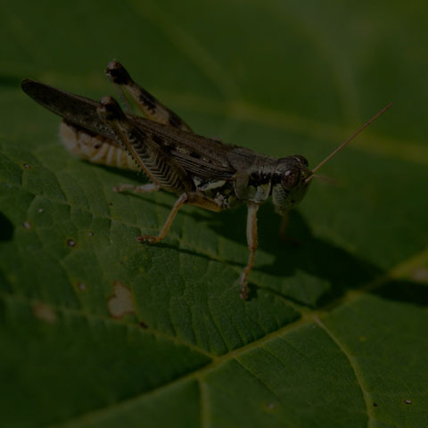 Migratory Grasshopper