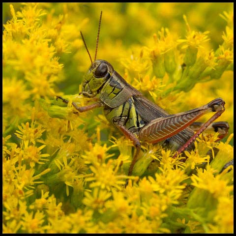 Red-legged Grasshopper