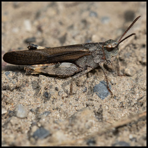 Orthopterans