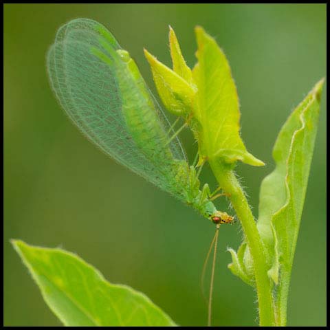 Golden-eyed Lacewing