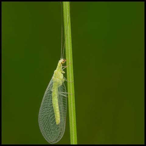 Weeping Green Lacewing