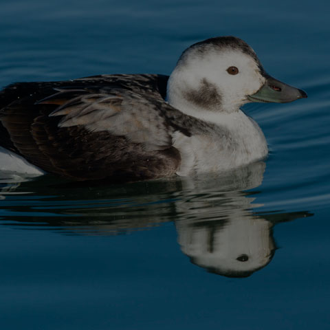 Long-tailed Duck