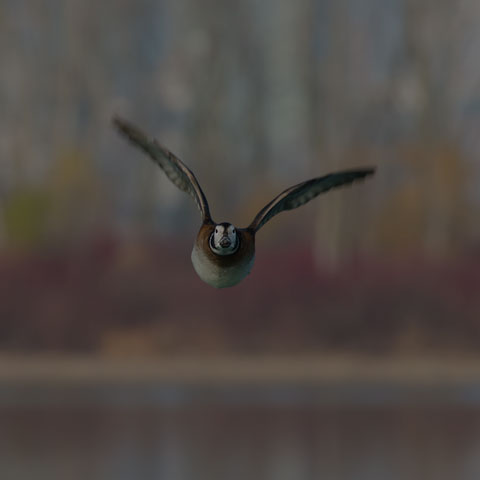 Long-tailed Duck