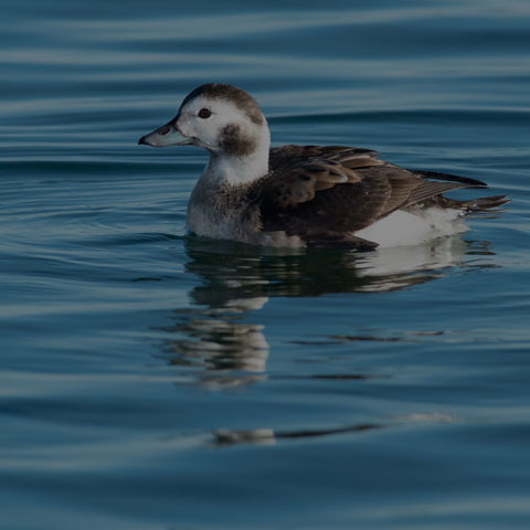 Long-tailed Duck