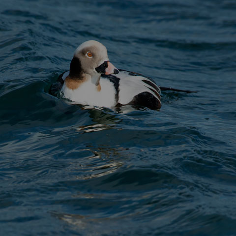 Long-tailed Duck