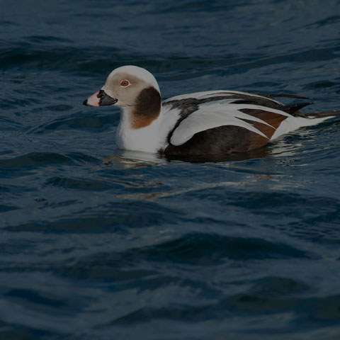 Long-tailed Duck