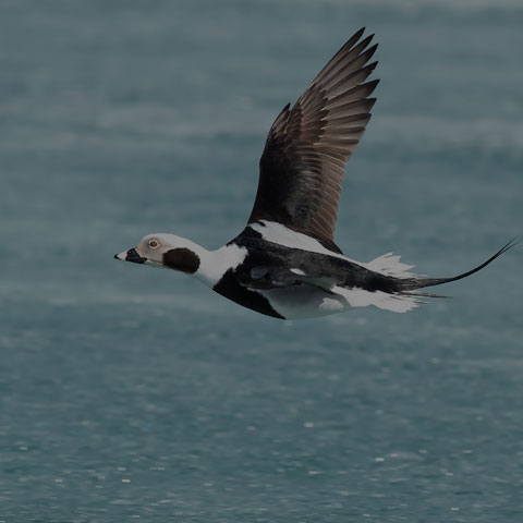 Long-tailed Duck